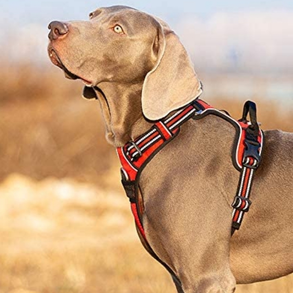 True Love outdoor harness - Picture 2 of 14